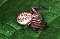 Xysticus_cristatus_RF0741_O_82_Les Gris_Frankrijk